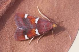 Attēlu rezultāti vaicājumam “Pyralis regalis”