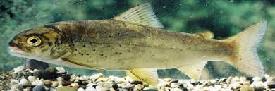 Image result for Salmo pallaryi