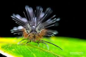 Attēlu rezultāti vaicājumam “Erinaceus sp.”