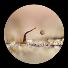 Attēlu rezultāti vaicājumam “Clastoderma debaryanum macro”