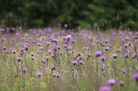 Attēlu rezultāti vaicājumam “Cirsium heterophyllum”