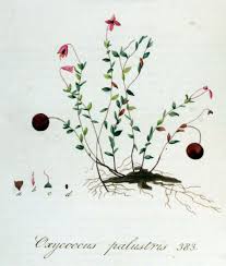 Attēlu rezultāti vaicājumam “Oxycoccus flower”