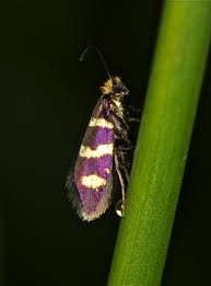 Attēlu rezultāti vaicājumam “Micropterix aureatella”