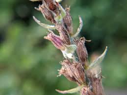 Attēlu rezultāti vaicājumam “Lythrum salicaria fruit”