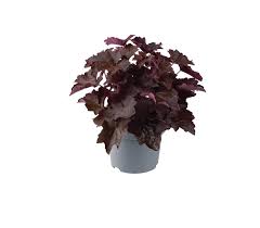 Image result for HEUCHERA americana 'Palace Purple Auslese'