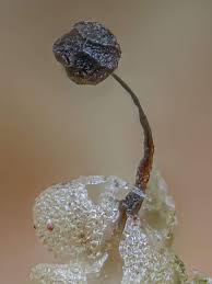 Attēlu rezultāti vaicājumam “Barbeyella minutissima macro”