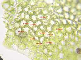 Attēlu rezultāti vaicājumam “Lophozia excisa”