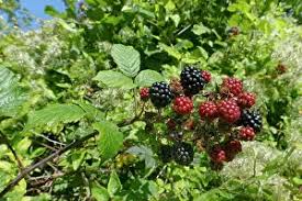 Attēlu rezultāti vaicājumam “Rubus plicatus”