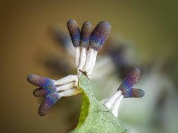 Attēlu rezultāti vaicājumam “Diachea sp.”