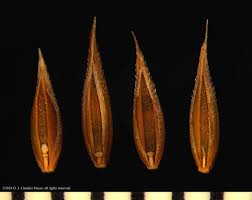 Attēlu rezultāti vaicājumam “Cynosurus cristatus fruit”