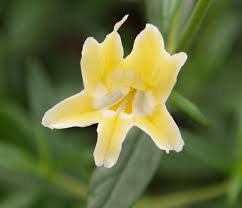 Image result for Mimulus x hybrida