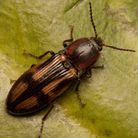 Attēlu rezultāti vaicājumam “Selatosomus cruciatus”