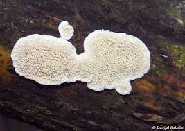 Attēlu rezultāti vaicājumam “Irpex lacteus”