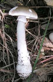 Attēlu rezultāti vaicājumam “Amanita excelsa”