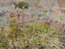 Attēlu rezultāti vaicājumam “Physcomitrium pyriforme”