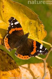 Attēlu rezultāti vaicājumam “Vanessa atalanta”