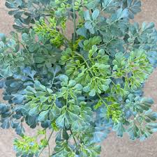 Image result for Ruta graveolens