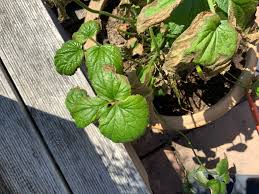 Attēlu rezultāti vaicājumam “Rubus nessensis”