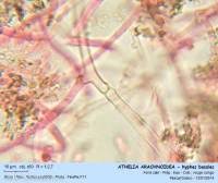 Attēlu rezultāti vaicājumam “Athelia arachnoidea”