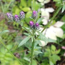 Attēlu rezultāti vaicājumam “Serratula tinctoria flower”