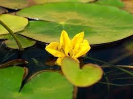 Image result for Seekanne