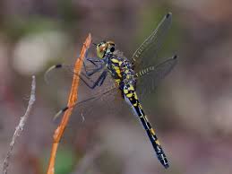 Attēlu rezultāti vaicājumam “Leucorrhinia dubia”