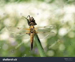 Attēlu rezultāti vaicājumam “Libellula quadrimaculata larva”