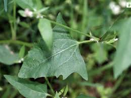 Attēlu rezultāti vaicājumam “Atriplex calotheca leaf”