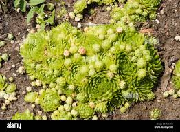 Attēlu rezultāti vaicājumam “Jovibarba globifera bud”