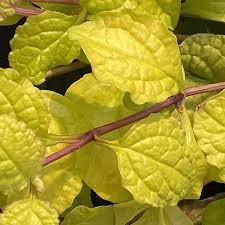 Attēlu rezultāti vaicājumam “Ajuga reptans leaf”