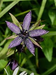 Attēlu rezultāti vaicājumam “Swertia perennis flower”