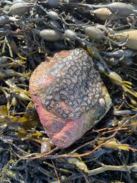 Attēlu rezultāti vaicājumam “Diderma crustaceum”