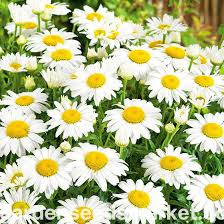 Image result for Chrysanthemum leucanthemum