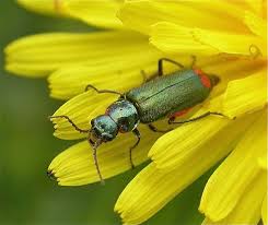 Attēlu rezultāti vaicājumam “Malachius bipustulatus”
