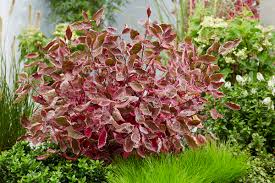 Attēlu rezultāti vaicājumam “Cornus alba”