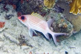 Image result for Holocentrus adscensionis