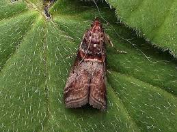 Attēlu rezultāti vaicājumam “Acrobasis advenella”