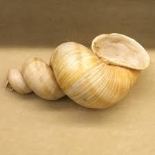 Attēlu rezultāti vaicājumam “Helix pomatia”