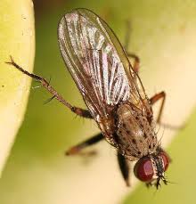 Attēlu rezultāti vaicājumam “Muscidae”