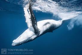 Image result for Megaptera novaeangliae