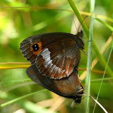 Attēlu rezultāti vaicājumam “Erebia aethiops upperside”
