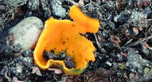 Attēlu rezultāti vaicājumam “Caloscypha fulgens”