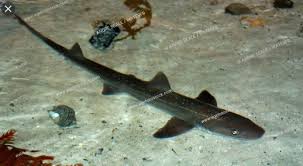 Image result for Scylliogaleus quecketti