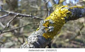 Attēlu rezultāti vaicājumam “Physcia tenella”