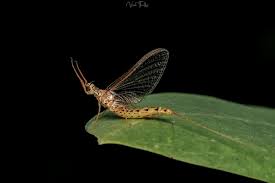 Attēlu rezultāti vaicājumam “Siphlonurus male”