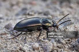 Attēlu rezultāti vaicājumam “Carabidae”