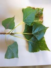 Attēlu rezultāti vaicājumam “Populus nigra leaf”