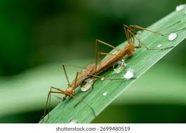 Attēlu rezultāti vaicājumam “Nematocera”