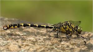 Attēlu rezultāti vaicājumam “Onychogomphus forcipatus”