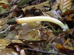 Attēlu rezultāti vaicājumam “Mutinus caninus”